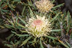 Banksia carlinoides