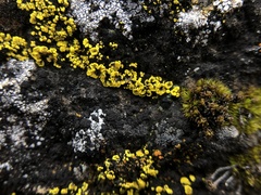 Candelariella rosulans