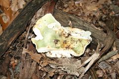 Virescentinae