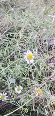 Erigeron blochmaniae