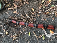 Lampropeltis abnorma