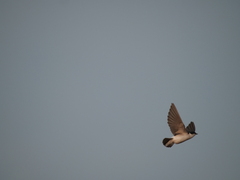 Tachycineta leucorrhoa