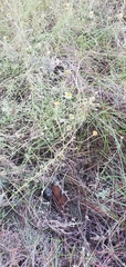 Erigeron blochmaniae