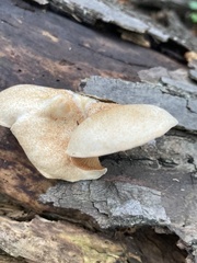 Crepidotus crocophyllus