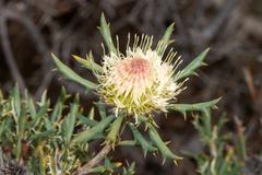 Banksia carlinoides