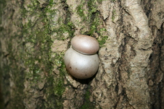 Lycogala flavofuscum