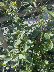 Euphorbia davidii