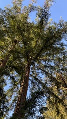 Sequoia