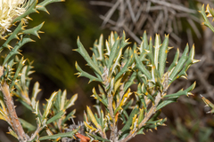 Banksia carlinoides