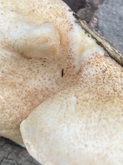 Crepidotus crocophyllus