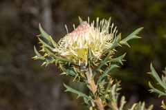 Banksia carlinoides