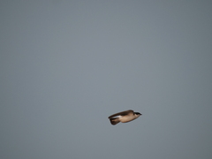 Tachycineta leucorrhoa