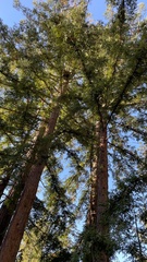Sequoia