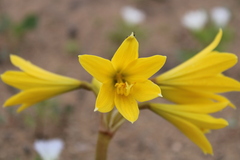 Zephyranthes bagnoldii
