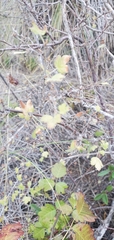 Ribes divaricatum pubiflorum