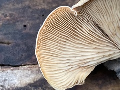 Crepidotus crocophyllus