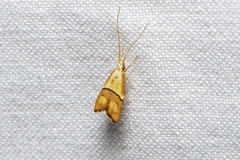 Crocanthes prasinopis