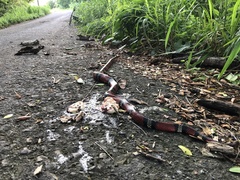 Lampropeltis abnorma