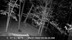 Odocoileus virginianus