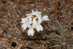 Stylidium crossocephalum