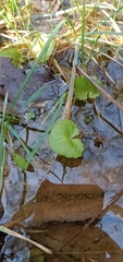 Centella cordifolia
