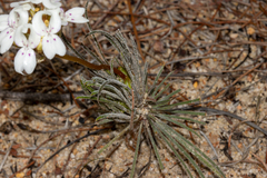 Stylidium crossocephalum