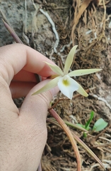 Brassavola