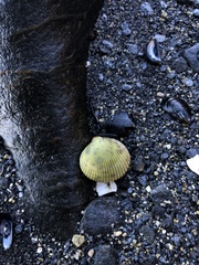 Clinocardium nuttallii