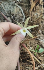 Brassavola