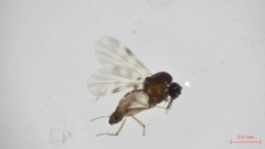 Culicoides