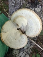 Mycorrhaphium adustum