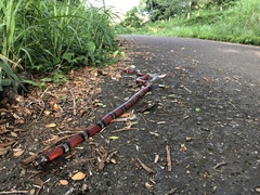 Lampropeltis abnorma