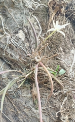 Brassavola
