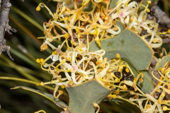Hakea prostrata