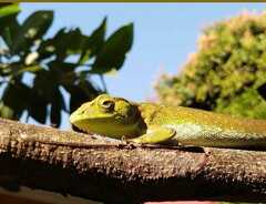 Polychrus marmoratus