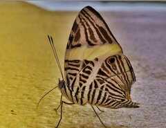 Colobura dirce