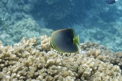 Chaetodon baronessa