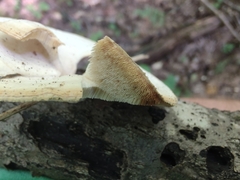 Mycorrhaphium adustum