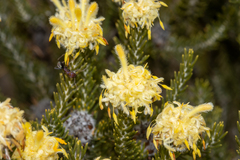 Petrophile scabriuscula