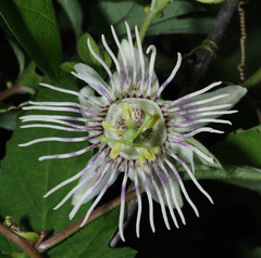 Passiflora bryonioides