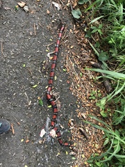 Lampropeltis abnorma