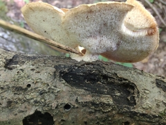 Mycorrhaphium adustum