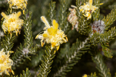 Petrophile scabriuscula