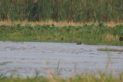 Jacana jacana