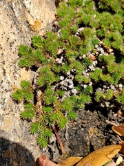 Selaginella hansenii