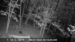 Odocoileus virginianus