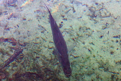 Centropomus undecimalis