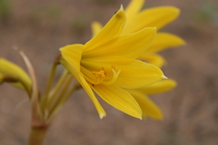 Zephyranthes bagnoldii