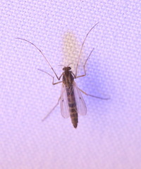 Chironomus plumosus