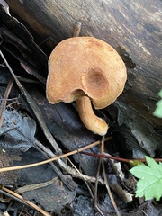 Austroboletus gracilis